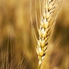 Carlsberg eyes expanded regenerative barley usage for its brands in UK, Finland and France