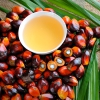 Food industry urged to pull out of damaging palm oil deals and sharpen responsible purchasing