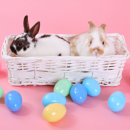 Easter baskets without live bunnies, chicks and ducklings are best