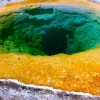 Microalgae from volcanic hot springs erupts as promising protein source