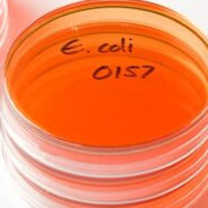 Researchers test new E. coli approach to help risk management
