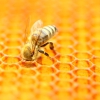 Copa-Cogeca press EC to act on “massive honey fraud” through transparent labeling