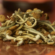 Colorado steps off into the world of ‘magic mushrooms’
