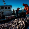 Cargill, Mars and Walmart pioneer new finance model for sustainable fisheries with WWF and Finance E