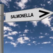 Salmonella outbreaks study finds adulterant declaration might help prevent illnesses due to certain 