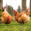 Cage-free egg production proliferates as food corporations address animal welfare concerns