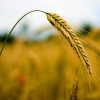 Black Sea Grain Initiative expires Thursday, lack of agreement threatens global food security