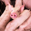 Animal disease outbreaks: Swine fever declines in EU pigs, Brazil declares avian flu emergency