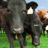 USDA announces case of bovine spongiform encephalopathy in South Carolina beef cow