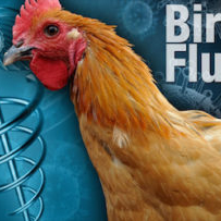 Animal activists want mass killings to control avian flu to use more humane methods