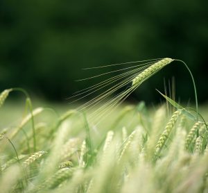 Gene variant discovered that triggers early flowering in barley
