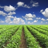 EC proposes soil health legislation to avoid “future food security crises”