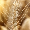 World food prices fall again in June while cereal production is projected to reach record high