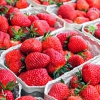 Agricultural plastic: Pollution from strawberry fields threatens soil health, study warns