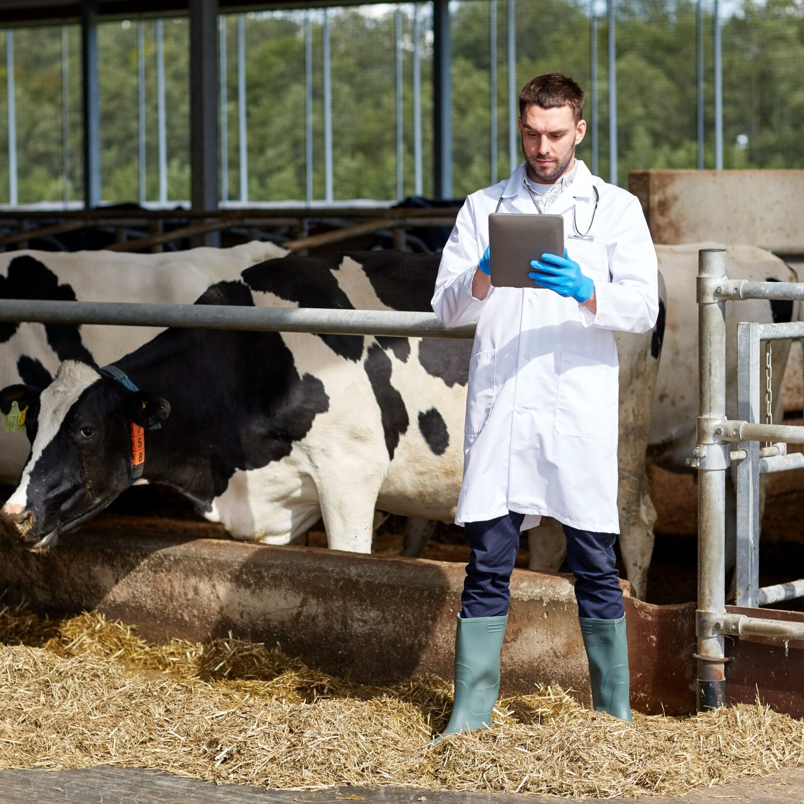Diluting the role of USDA veterinarians is a mistake according to those on the job at FSIS