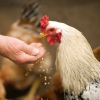 Heightened risk of avian flu human transmission necessitates greater biosecurity on farms