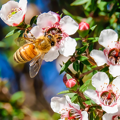 New Zealand mānuka honey producers lose battle to trademark product