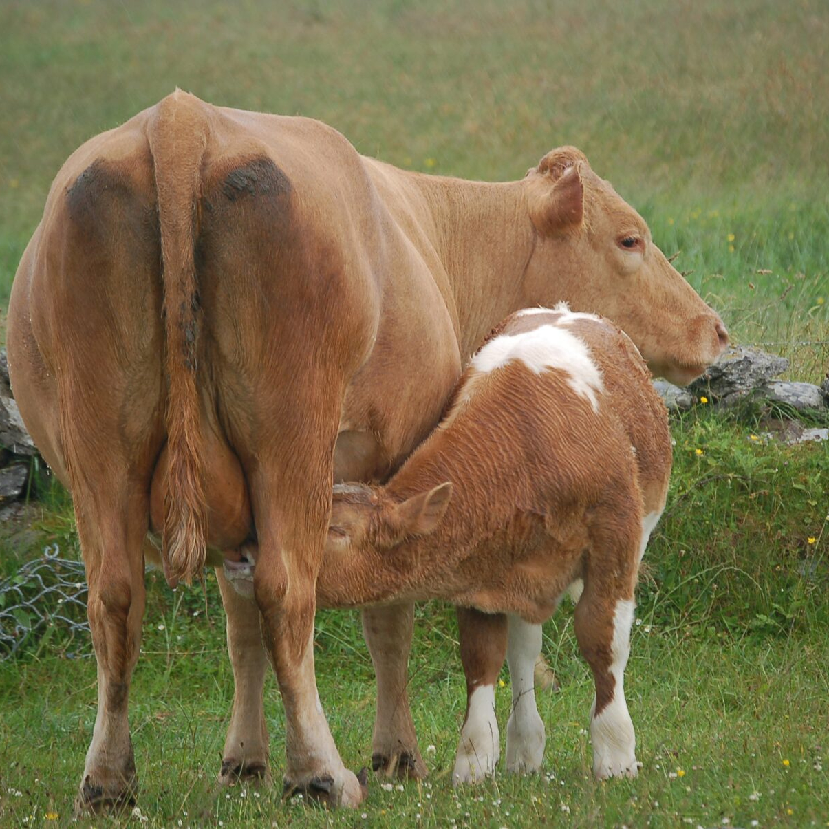 Organic Pasture’s owner accepts consent decree in 15-year-old raw milk case