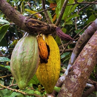 Tradin Organics enhances regenerative organic cocoa production in Sierra Leone with EU-backed projec