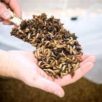 Bunge Ventures becomes investor for Nutrition Technologies to scale up insect protein