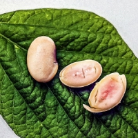 “Piggy Sooy”: Moolec Science harnesses molecular farming to grow pork protein in pink soybeans