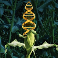 European Green Deal: Organic farmers dispute “dangerous” deregulation of genetic science