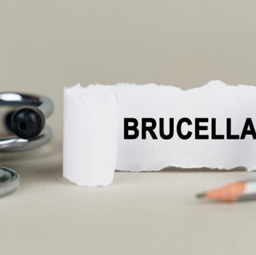 Estimates suggest more Brucella cases than previously suspected
