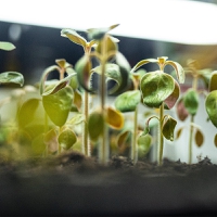 Interplanetary plants: Vertical farming pioneer takes agri-tech to space for earthly ideas