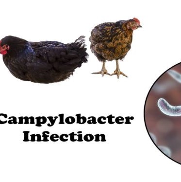 FSA assesses Campylobacter risk from smaller slaughterhouses