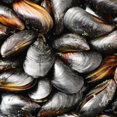 FDA warns public about mussels because of E. coli and Salmonella contamination