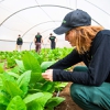 Molecular farming: BioBetter utilizes tobacco plants as animal-free bioreactors for cell-based meat