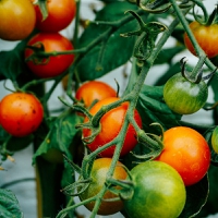 T. Hasegawa USA leverages tech to tackle tomato supply and cost crisis