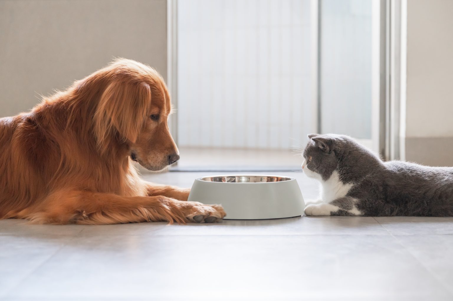 Should your pet switch to a vegan diet?