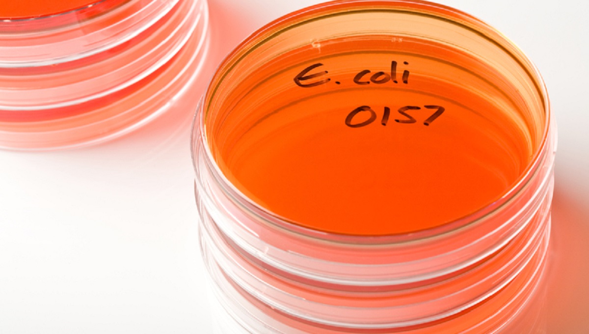 Six sick in Danish E. coli O157 outbreak