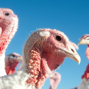 Bird flu is back among commercial poultry flocks in U.S.