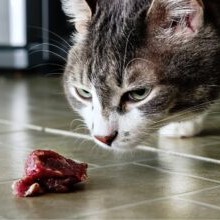 Salmonella in pet food reports continue to rise in the UK