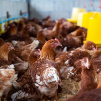 Gene-edited poultry: Scientists breed resistant chickens to curb bird flu