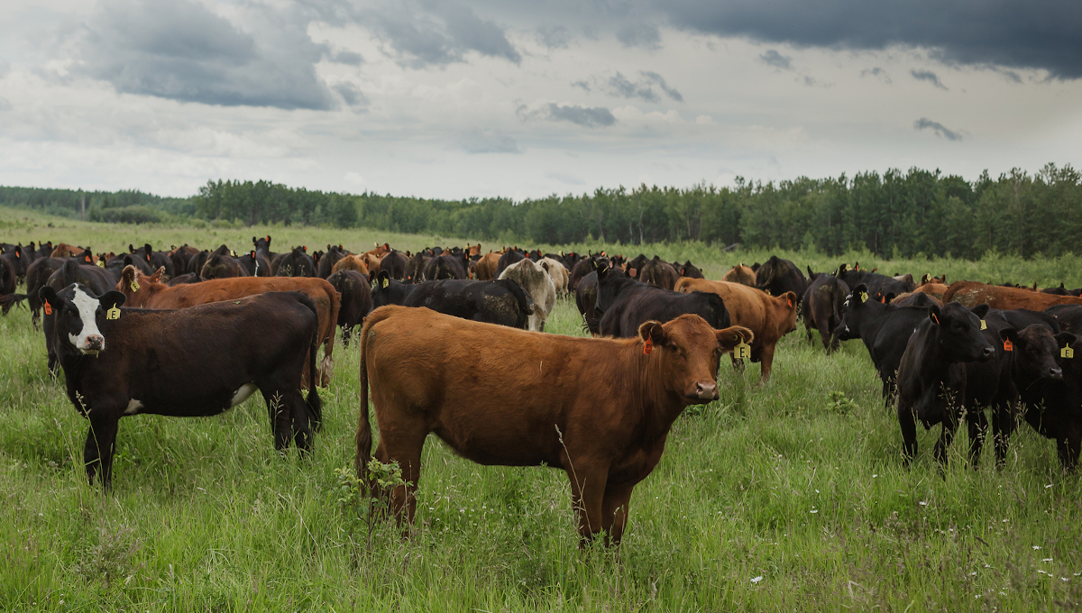 Scientists study factors behind high E. coli levels in Scotland