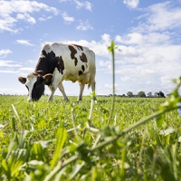 FrieslandCampina partners with McDonald’s to slash GHG emissions in dairy