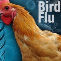 Bird flu resumes in the Upper Midwest