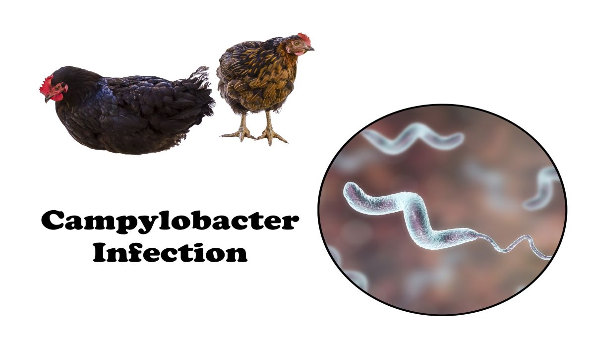 UK retailers report Campylobacter in chicken data for 2023