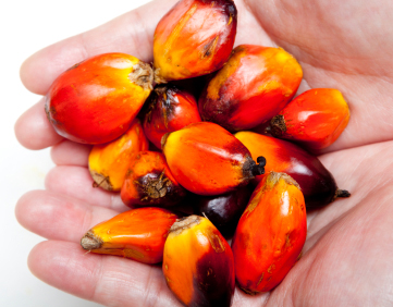 Olam Ambassadors for Palm Oil Sustainability in Africa