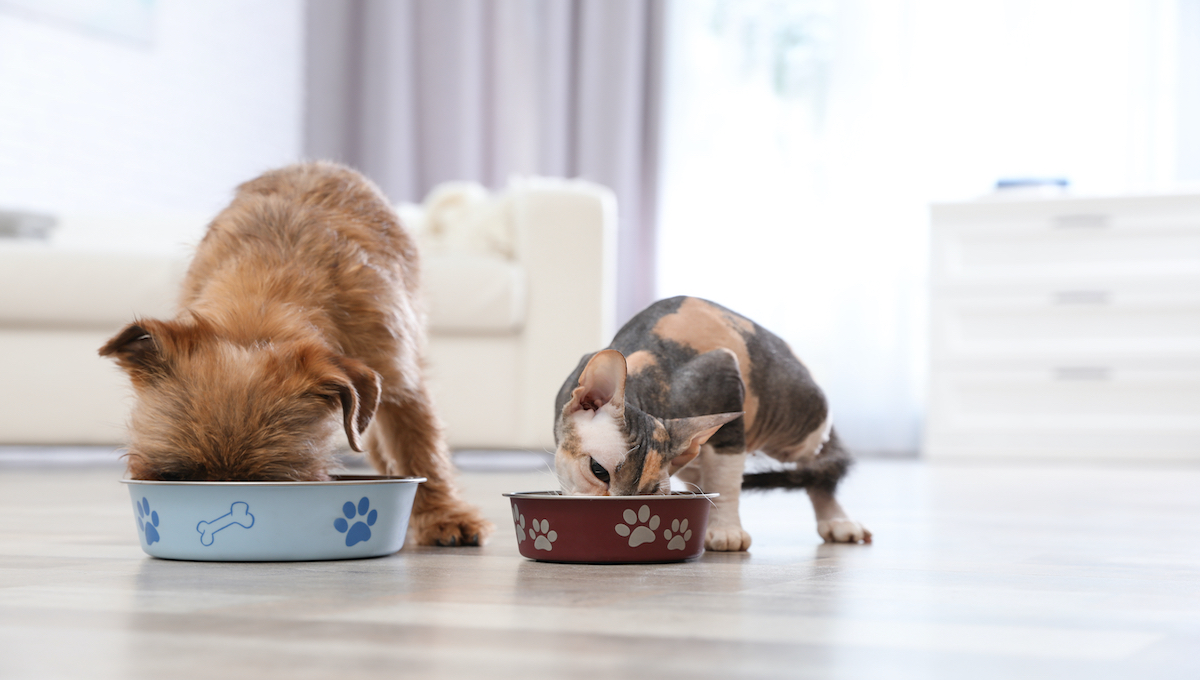 Outbreak traced to pet food has sickened mostly infants; recalls underway