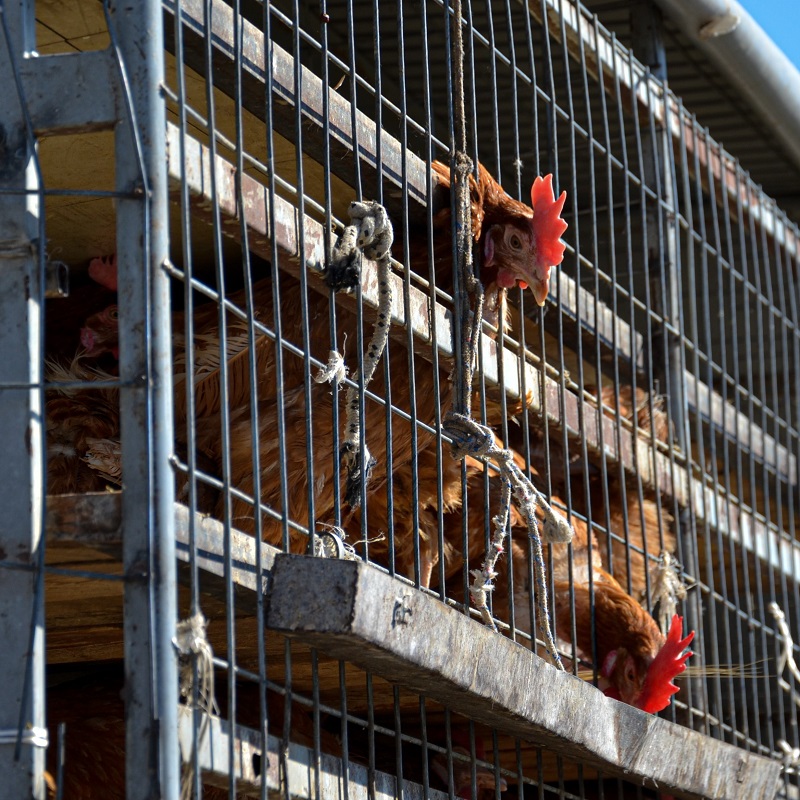 A “historic achievement” in animal welfare: UK government announces live export ban