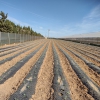 Study reveals “biodegradable” bioplastics persist in soil and contaminate farmland