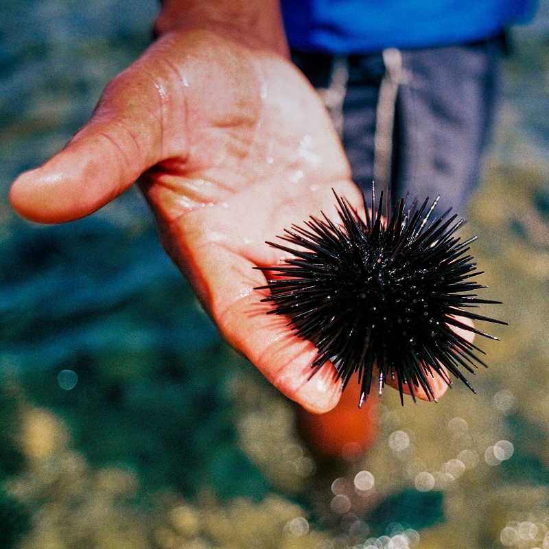 Australian Senate promotes sea urchin consumption to combat climate-related species invasion