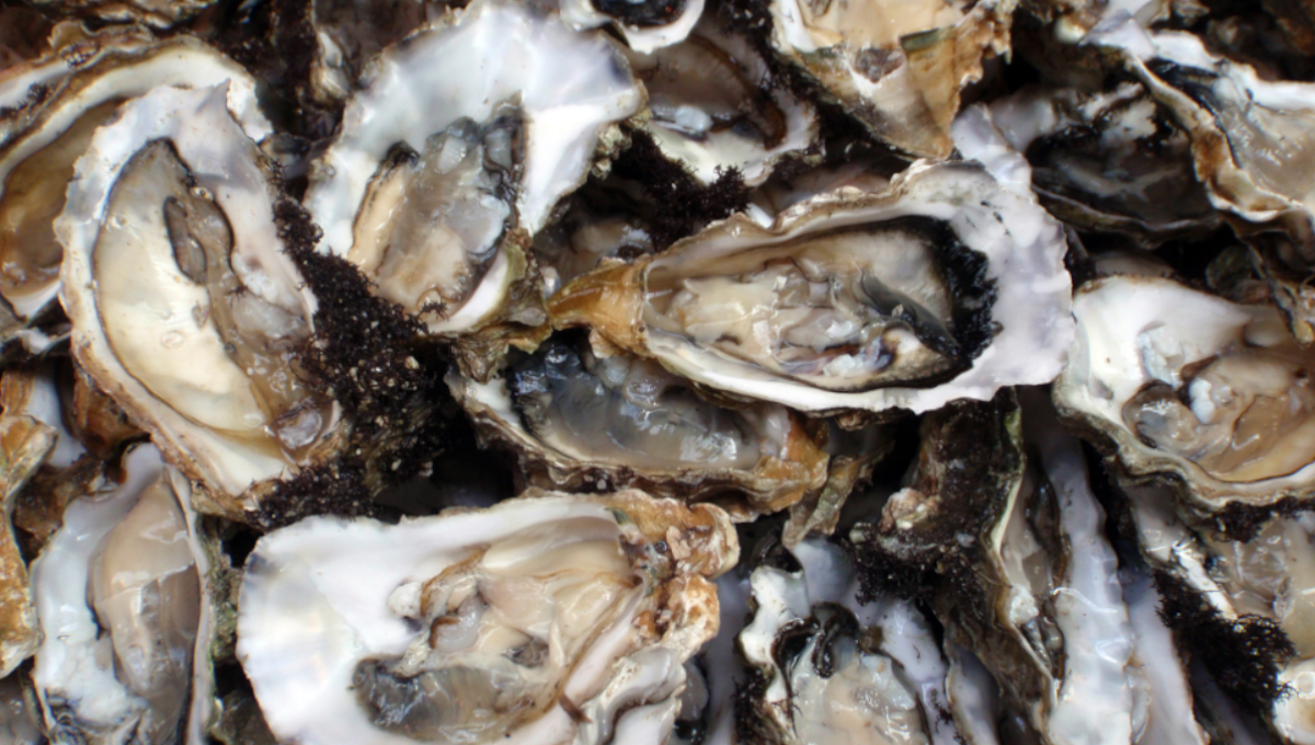 The study supports the view that shellfish outbreaks are under-reported