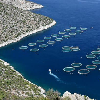 Fish farming failures: Aquaculture stagnates across EU despite huge funding