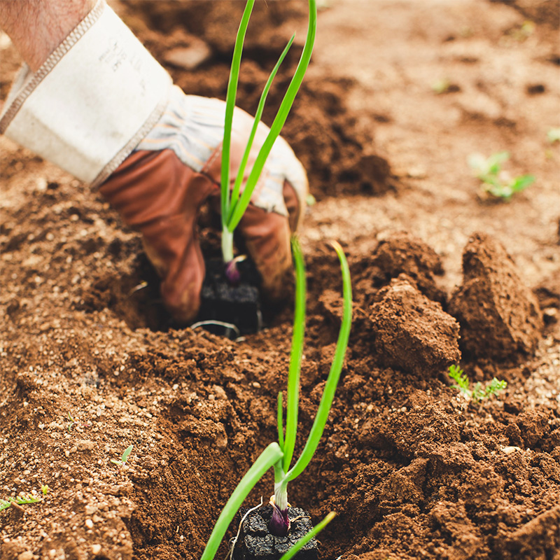 Beyond animal farming: EU-funded think tank launches protein diversification policy guidance