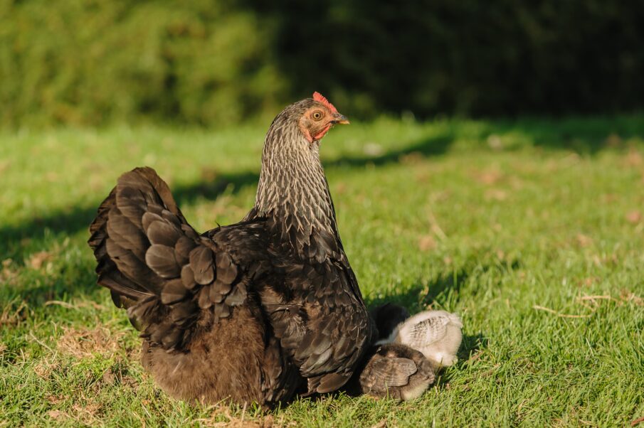 Avian flu kills more than 61 million birds, but CDC still sees only a slight threat to humans